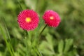 Bellis perenis, Spring flower on the meadow Royalty Free Stock Photo