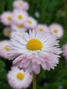 Bellis Perennis Royalty Free Stock Photo