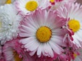 Bellis perennis Royalty Free Stock Photo