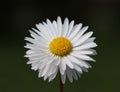 Bellis perennis