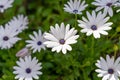 Bellis Perennis