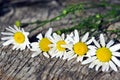 Bellis perennis common daisy, lawn daisy or English daisy flowers on wooden background Royalty Free Stock Photo