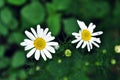 Bellis perennis common daisy, lawn daisy or English daisy two flowers and buds, green leaves background