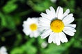 Bellis perennis common daisy, lawn daisy or English daisy two flowers and buds, green leaves background, soft blurry shadows Royalty Free Stock Photo