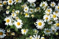 Bellis perennis common daisy, lawn daisy or English daisy flowers and buds, green leaves background, soft blurry bokeh Royalty Free Stock Photo