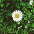 Bellis perennis is a common European species of daisy, of the family Asteraceae, often considered the archetypal species