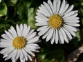 White flower of common daisy