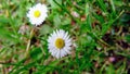 Bellis perennis common species of daisy