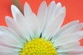 - Bellis Perennis - crown of white petals, often tinged with deep pink. Royalty Free Stock Photo