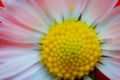 - Bellis Perennis - crown of white petals, often tinged with deep pink. Royalty Free Stock Photo