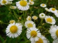 Bellis perennis  daisies white flowers close-up on a meadow on a summer day Royalty Free Stock Photo