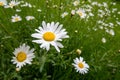 Bellis perennis (Daisy)