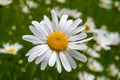 Bellis Perennis (Daisy)