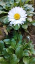 Bellis Perennis. Daisy. Pratolina Comune. Royalty Free Stock Photo