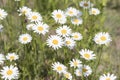 Bellis perennis, grass full of white and yellow daisy flowers du Royalty Free Stock Photo