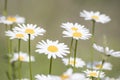 Bellis perennis, grass full of white and yellow daisy flowers du Royalty Free Stock Photo