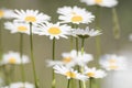 Bellis perennis, grass full of white and yellow daisy flowers du Royalty Free Stock Photo