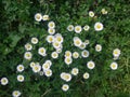 Bellis perennis Royalty Free Stock Photo
