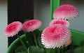 Bellis perennis pomponette called daisy bloom