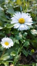 Bellis perennis, pratolina comune Royalty Free Stock Photo