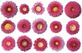 Bellis perennis is purple species of daisy. Isolated png attached.