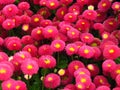 Bellis perennis, red daisy, popular undemanding garden flower