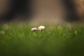 Bellis two white-pink daisy flowers in the grass with beautiful green bokeh and backlight Royalty Free Stock Photo