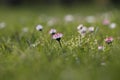 Bellis white-pink daisy flower in the grass with a beautiful green flank and backlight