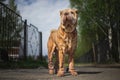 Shar Pei dog with leash standing on road