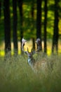 Bellow majestic powerful adult Fallow Deer, Dama dama, in autumn forest, animal in the nature animal, trees in the background Royalty Free Stock Photo