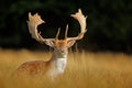 Bellow majestic powerful adult Fallow Deer, Dama dama, in autumn forest, Dyrehave, Denmark