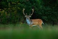 Bellow majestic powerful adult Fallow Deer, Dama dama, in autumn forest, Dyrehave, Denmark. Deer in the nature habitat. Animal in Royalty Free Stock Photo