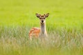 Bellow majestic powerful adult Fallow Deer, Dama dama, in autumn forest, Dyrehave, Denmark. Wildlife scene from nature. Royalty Free Stock Photo