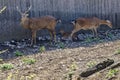 Bellow majestic powerful adult Fallow Deer, Dama dama, female roe deer and young roe  relax in the open air Royalty Free Stock Photo