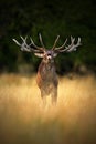 Bellow majestic powerful adult red deer stag in autumn forest, Dyrehave, Denmark Royalty Free Stock Photo