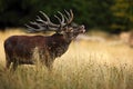 Bellow majestic powerful adult red deer stag in autumn forest, Dyrehave, Denmark Royalty Free Stock Photo