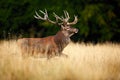 Bellow majestic powerful adult red deer stag in autumn forest during rut, Dyrehave, Denmark Royalty Free Stock Photo