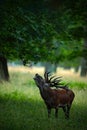 Bellow majestic powerful adult red deer stag in green forest, Dyrehave, Denmark