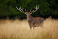 Bellow majestic powerful adult red deer stag outside autumn forest, Dyrehave, Denmark Royalty Free Stock Photo