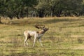A bellowing male fallow deer during the rutting season looking for females for his pack in the Amsterdamse Waterleidingduinen park