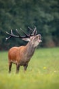 Bellowing red deer stag with huge dark antlers in rutting season