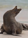 Bellowing Galapagos Sea Lion