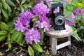 Bellows Camera In Rhododendron Garden