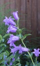 Bells flowers violet on a beautiful wooden fence background Royalty Free Stock Photo