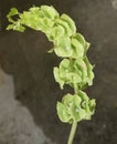 Bells of Ireland, Shell flower, Moluccella laevis Royalty Free Stock Photo