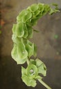 Bells of Ireland, Shell flower, Moluccella laevis Royalty Free Stock Photo