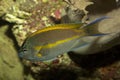 Bellus angelfish, ornate angelfish Genicanthus bellus , male. Royalty Free Stock Photo