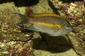 The Bellus angelfish, ornate angelfish Genicanthus bellus, male.