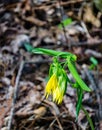 Bellwort Wildflower, Uvularia grandflora