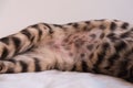 Belly of a Bengal cat. Shaved belly with a neat seam after sterilization. A week passed after the operation. Close up